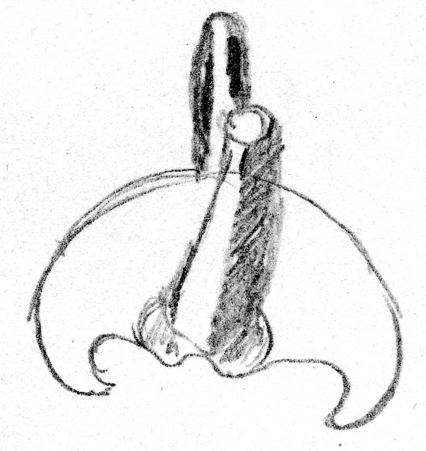 Phallusamulett