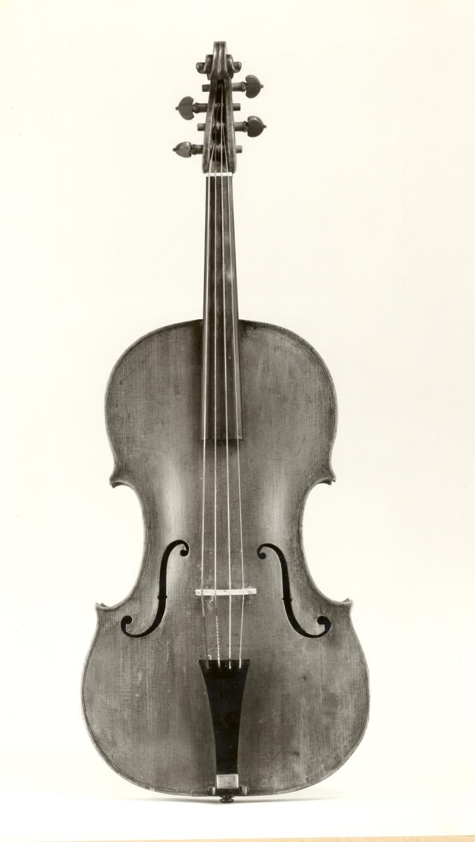 Viola