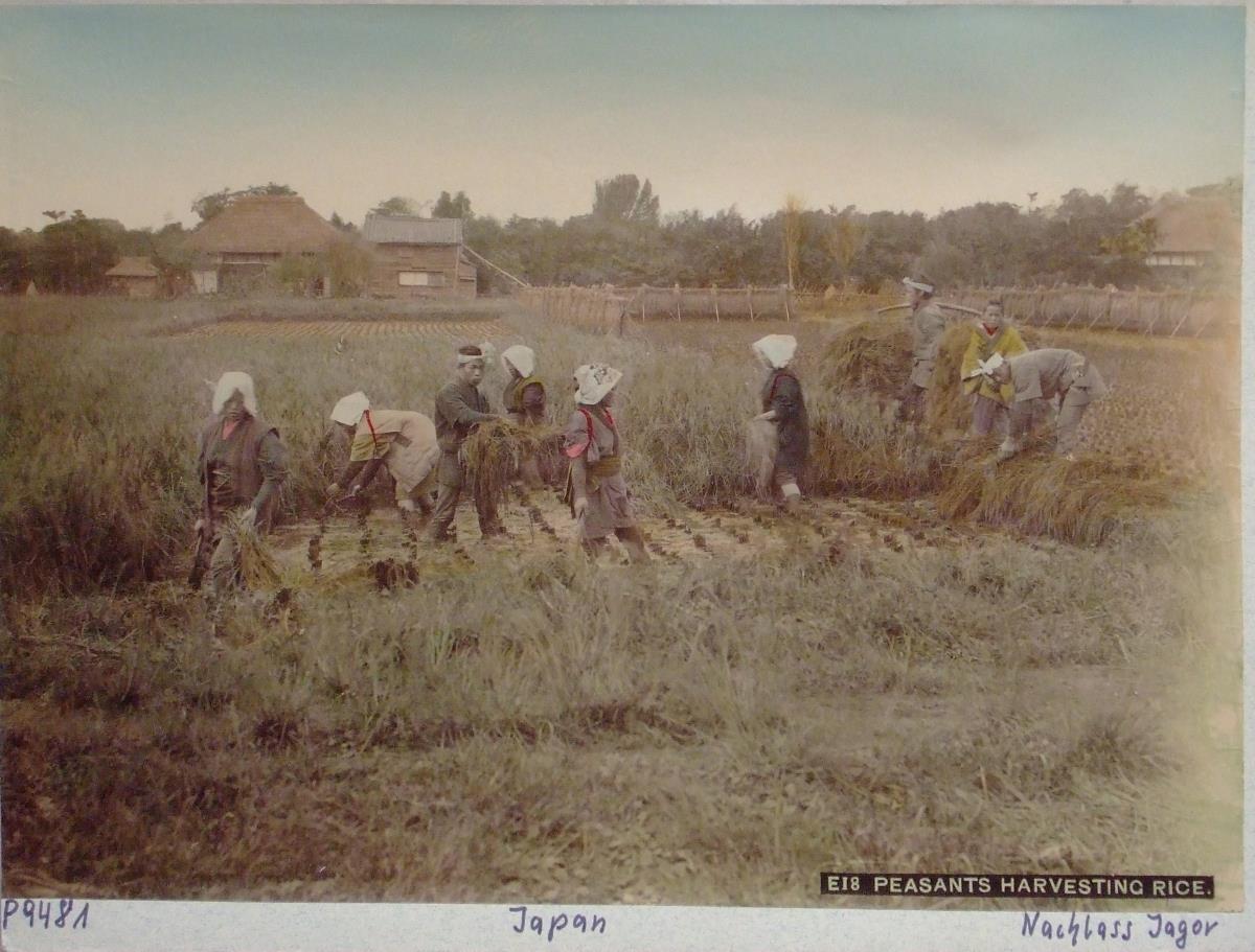 "Peasants harvesting rice"