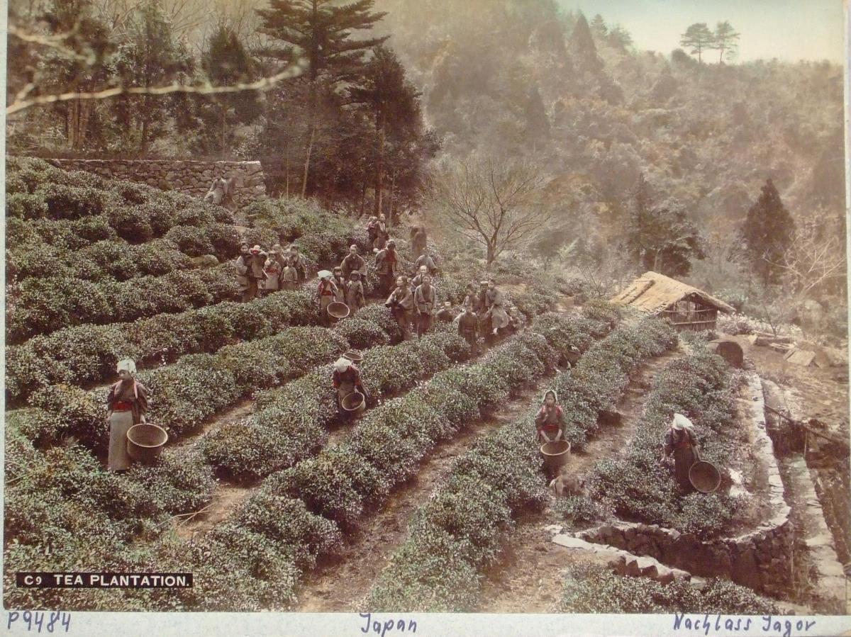 Tea Plantation