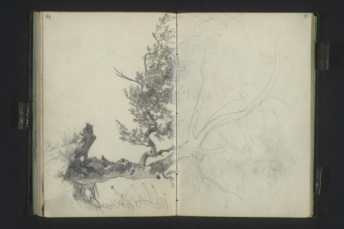 Umgebrochener Baum
