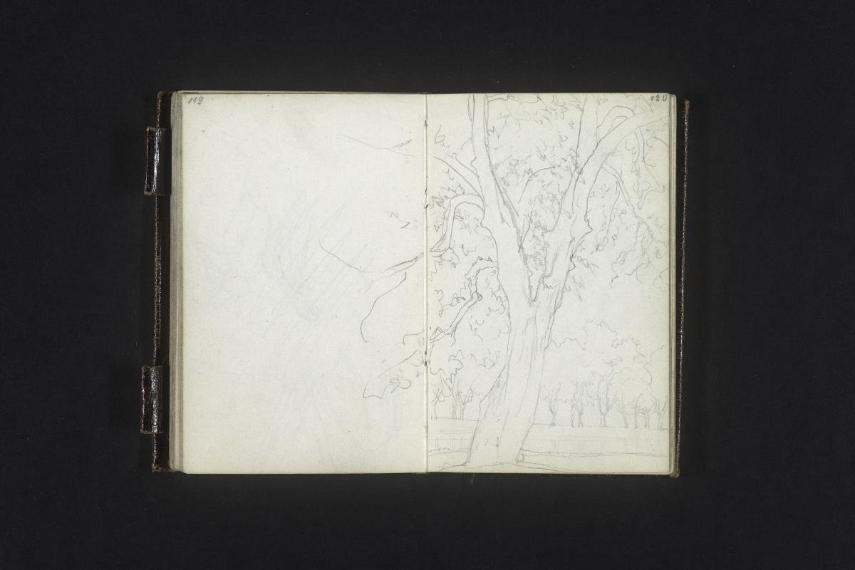 Baumstudie