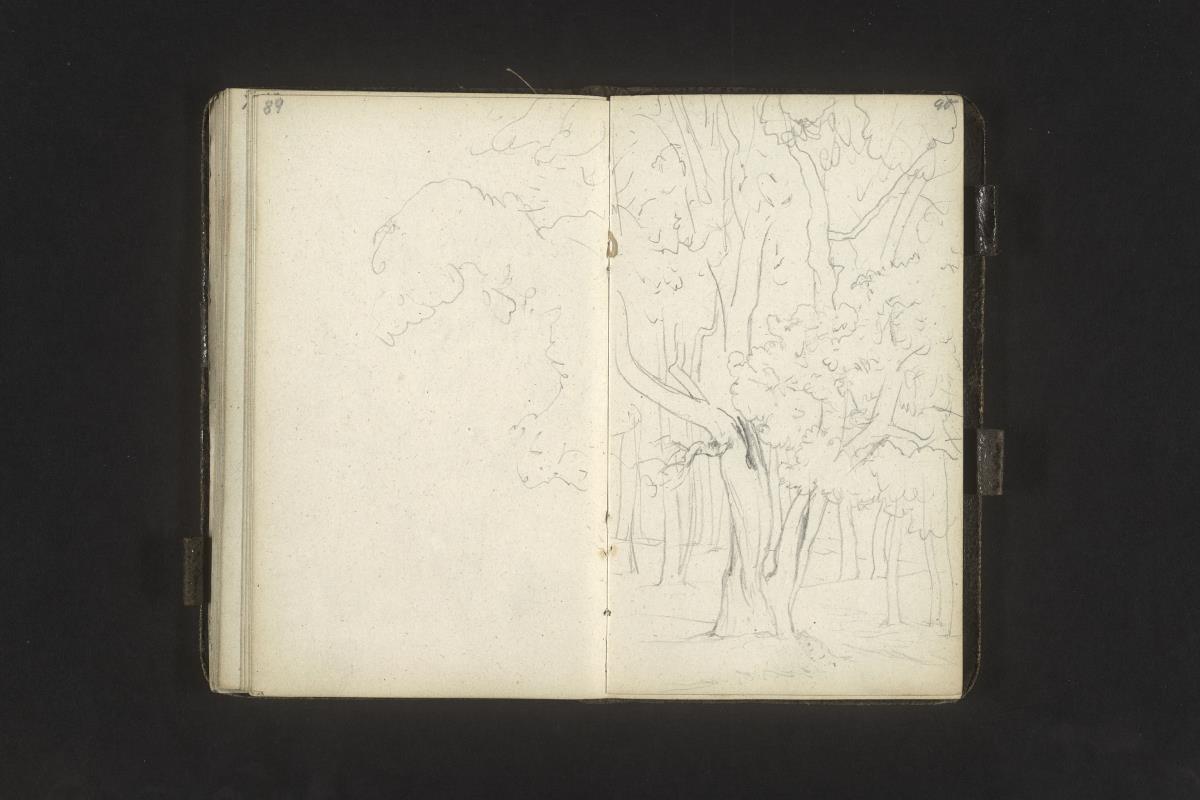 Waldstudie