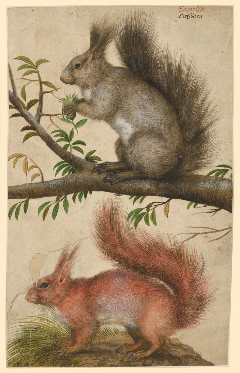 Zwei Eichhörnchen