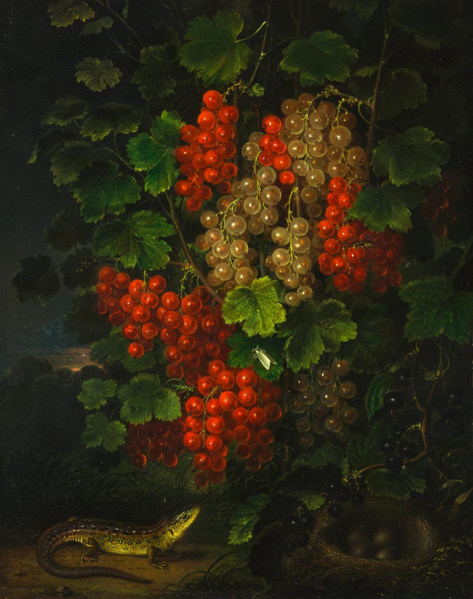 Johannisbeeren