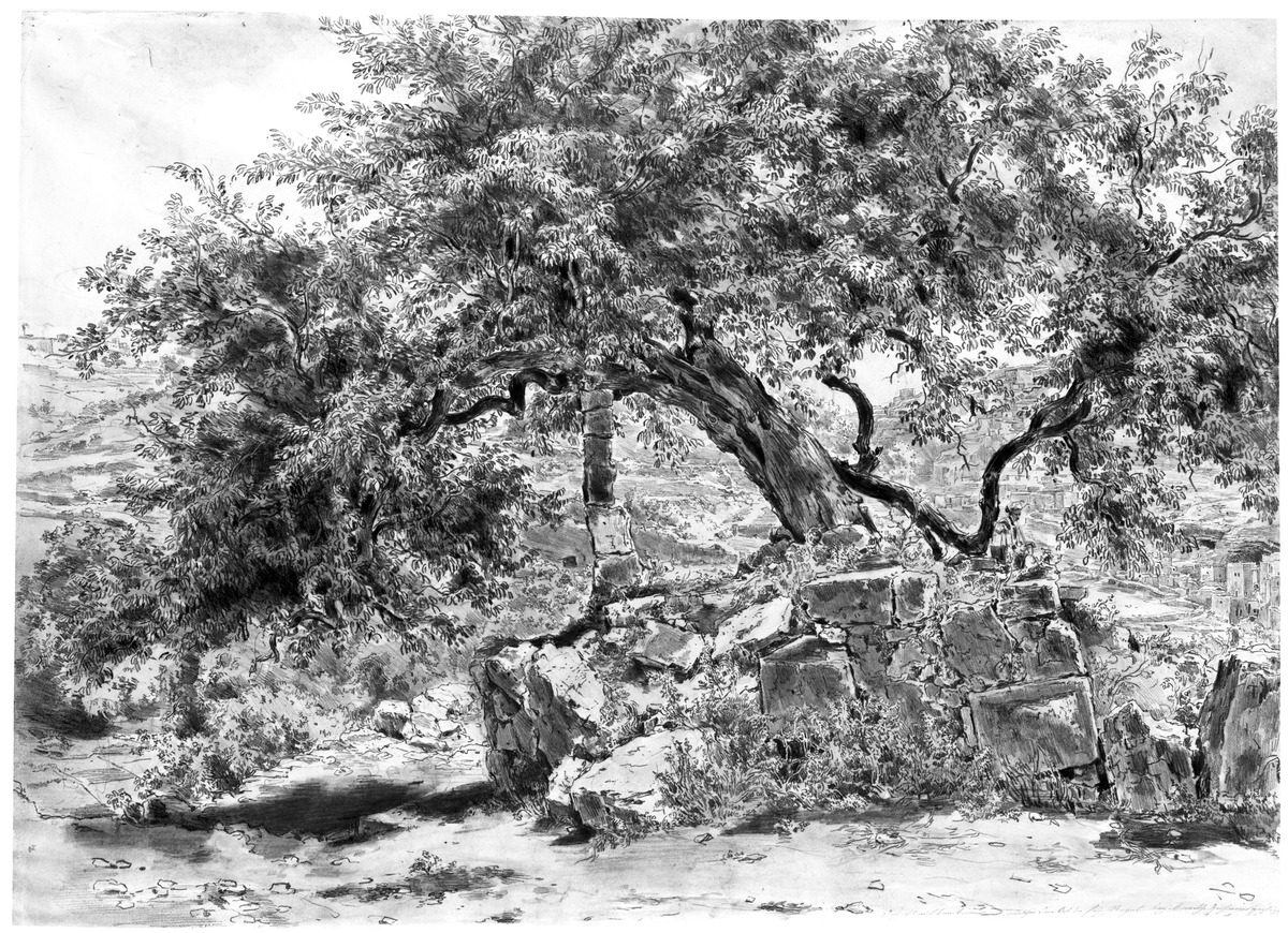 Maulbeerbaum