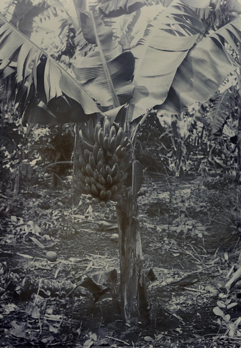 "Fei (Banane)"