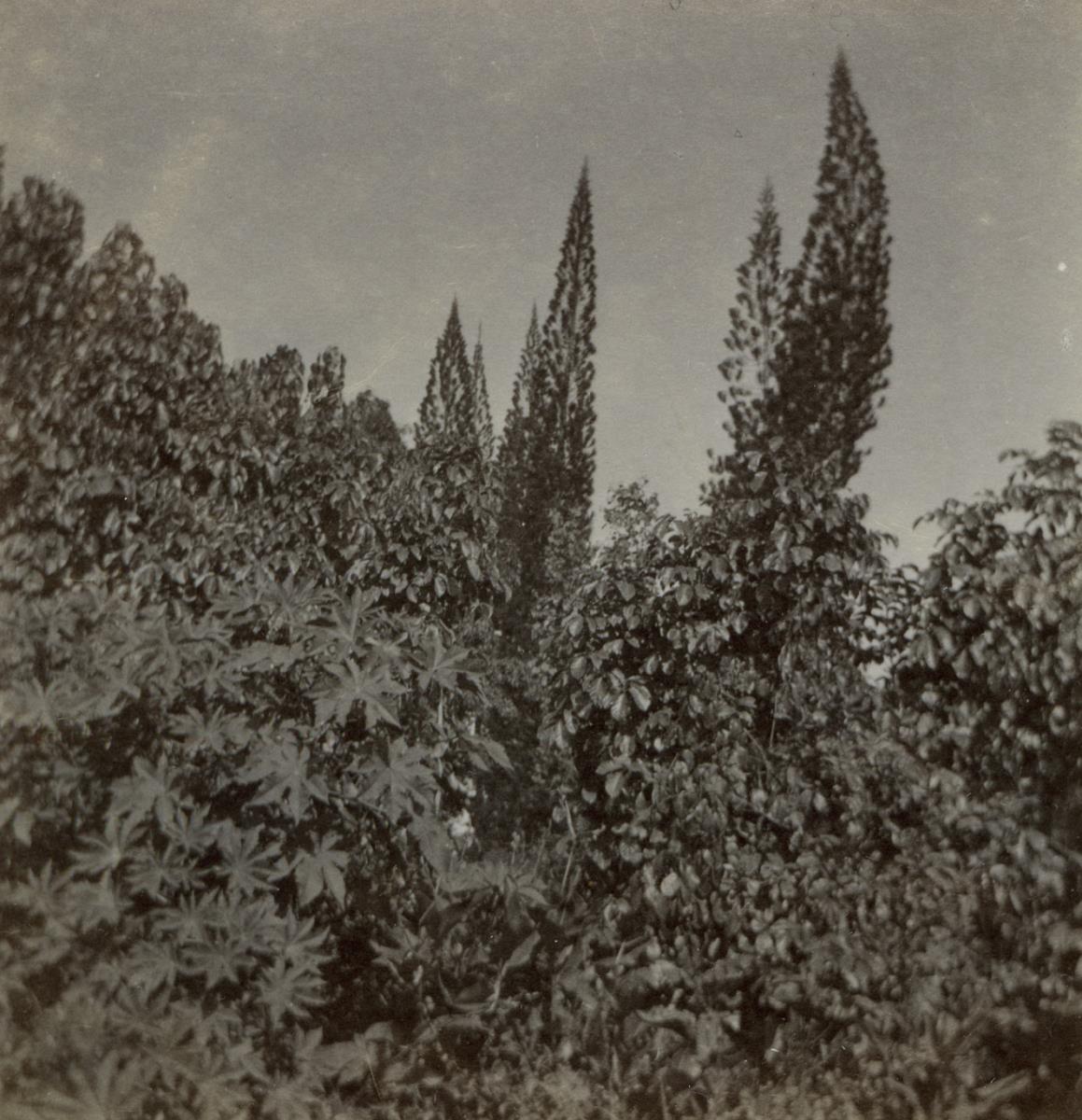"Landschaft, Tahiti"