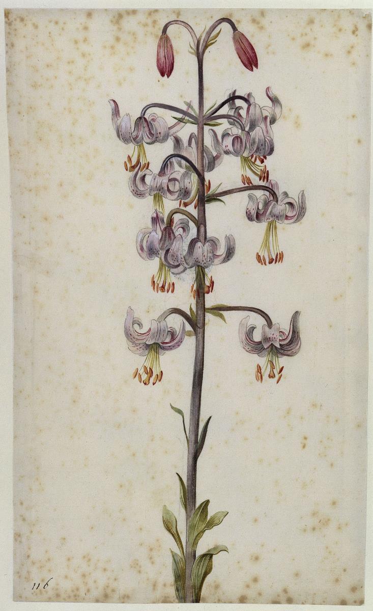 Martagonlilie (Lilium Martagon, lila)