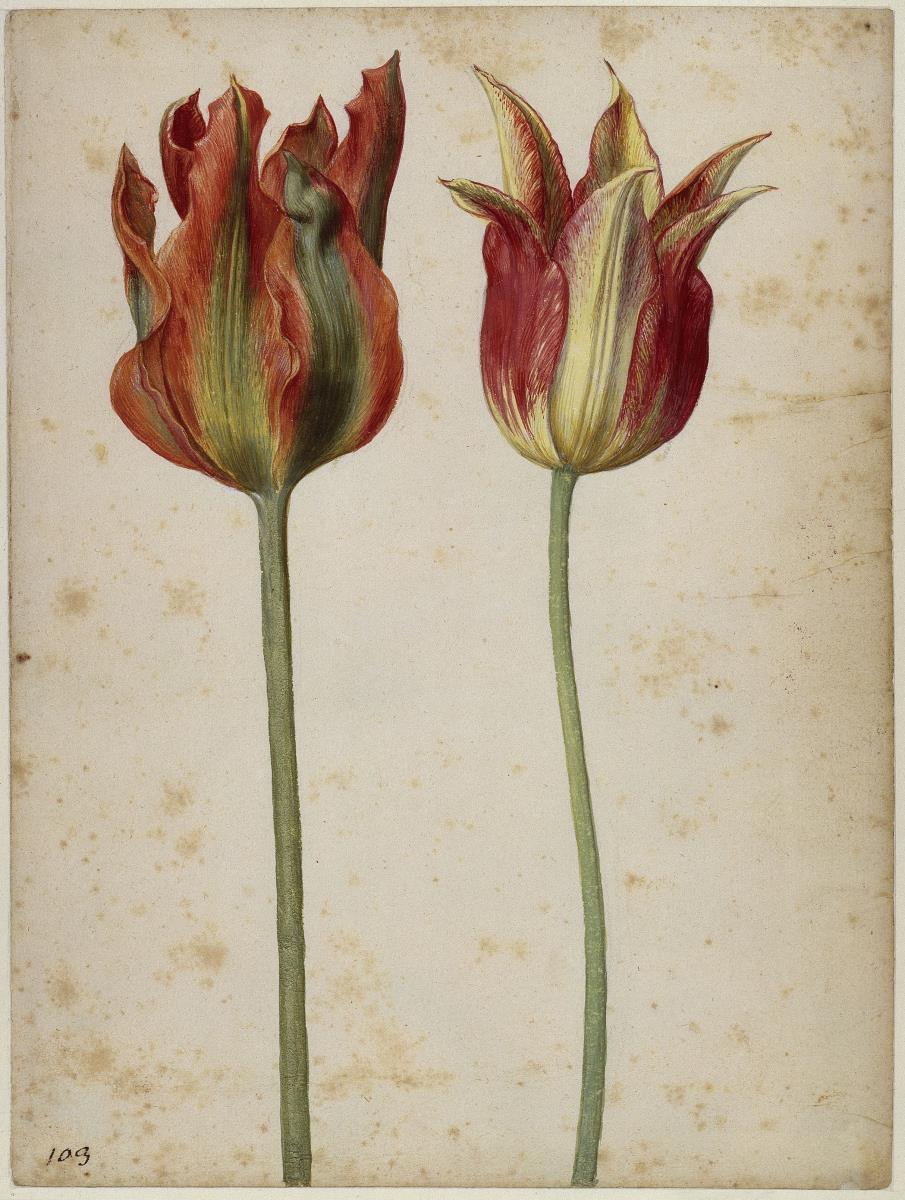 Zwei Tulpen