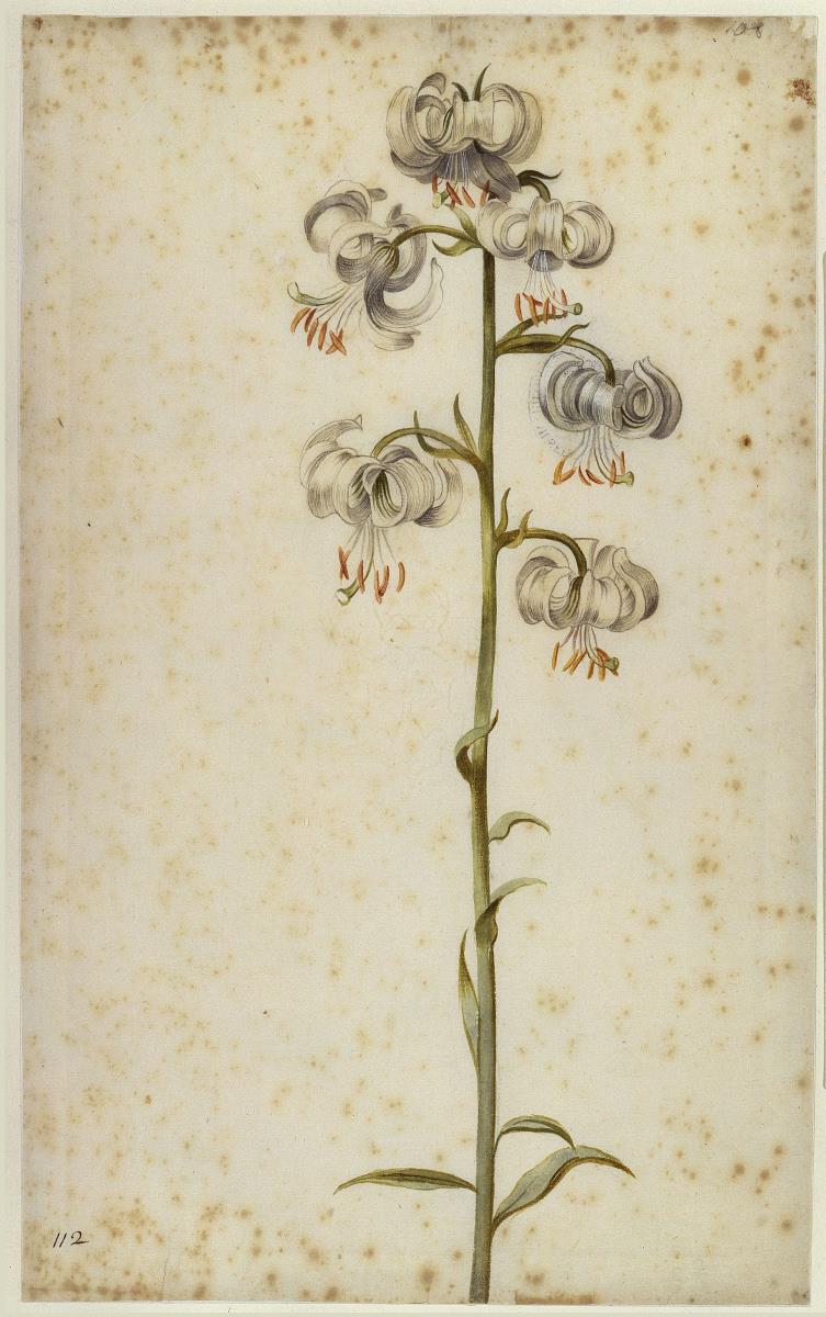 Martagonlilie (Lilium Martagon, weiß)