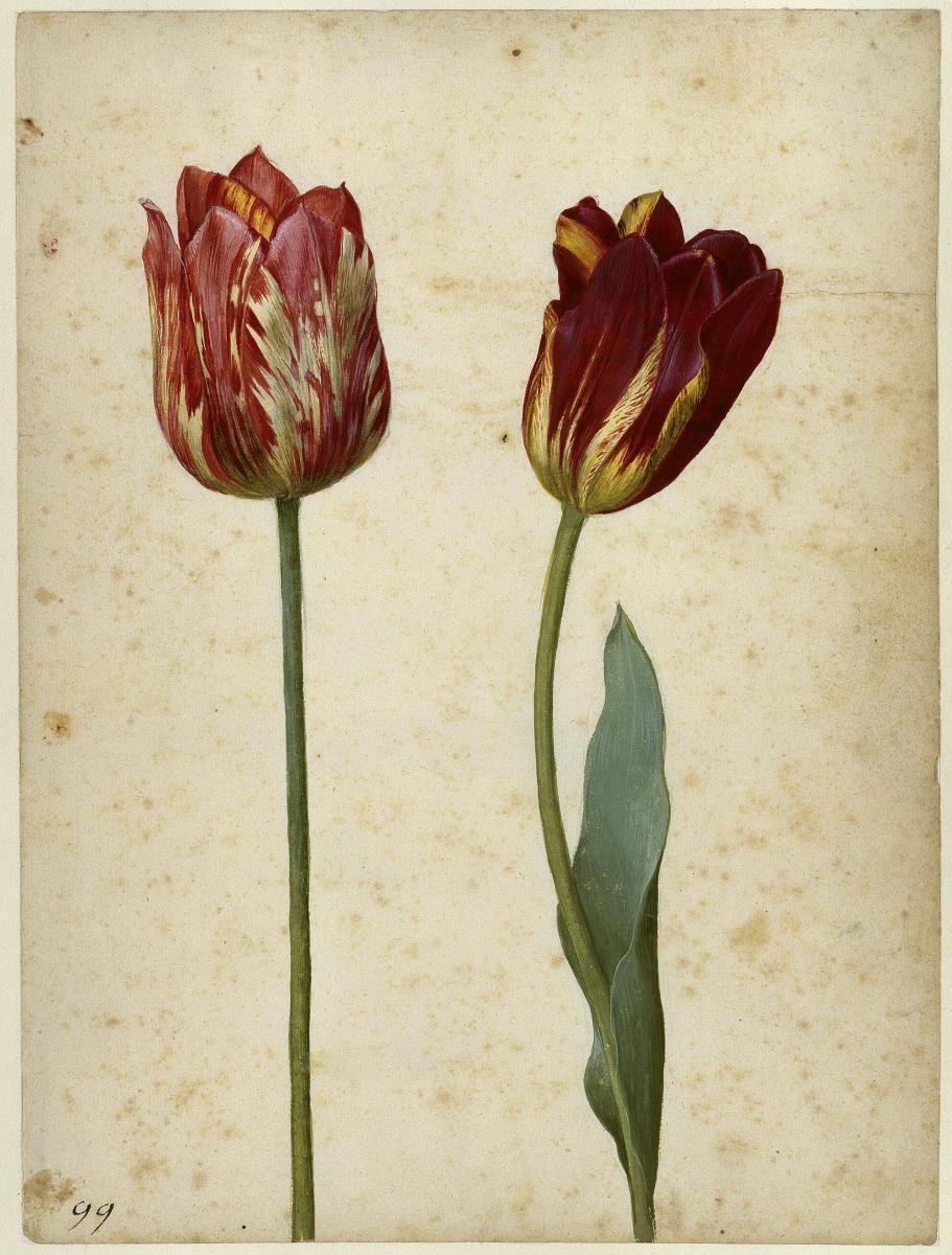 Zwei Tulpen