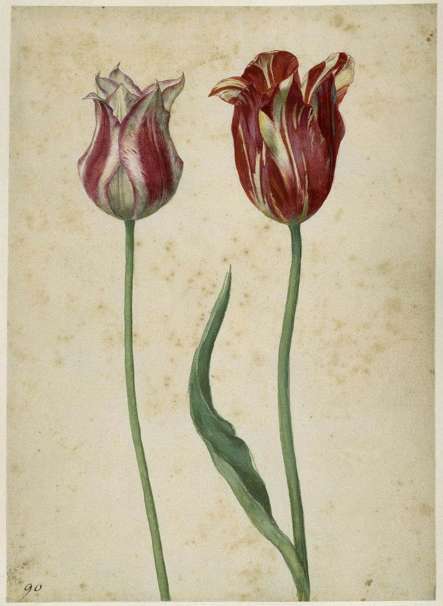 Zwei Tulpen