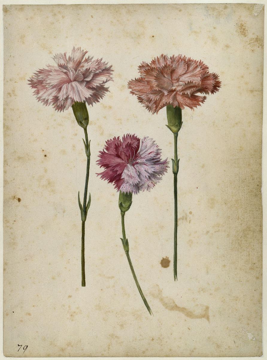 Drei Gartennelken