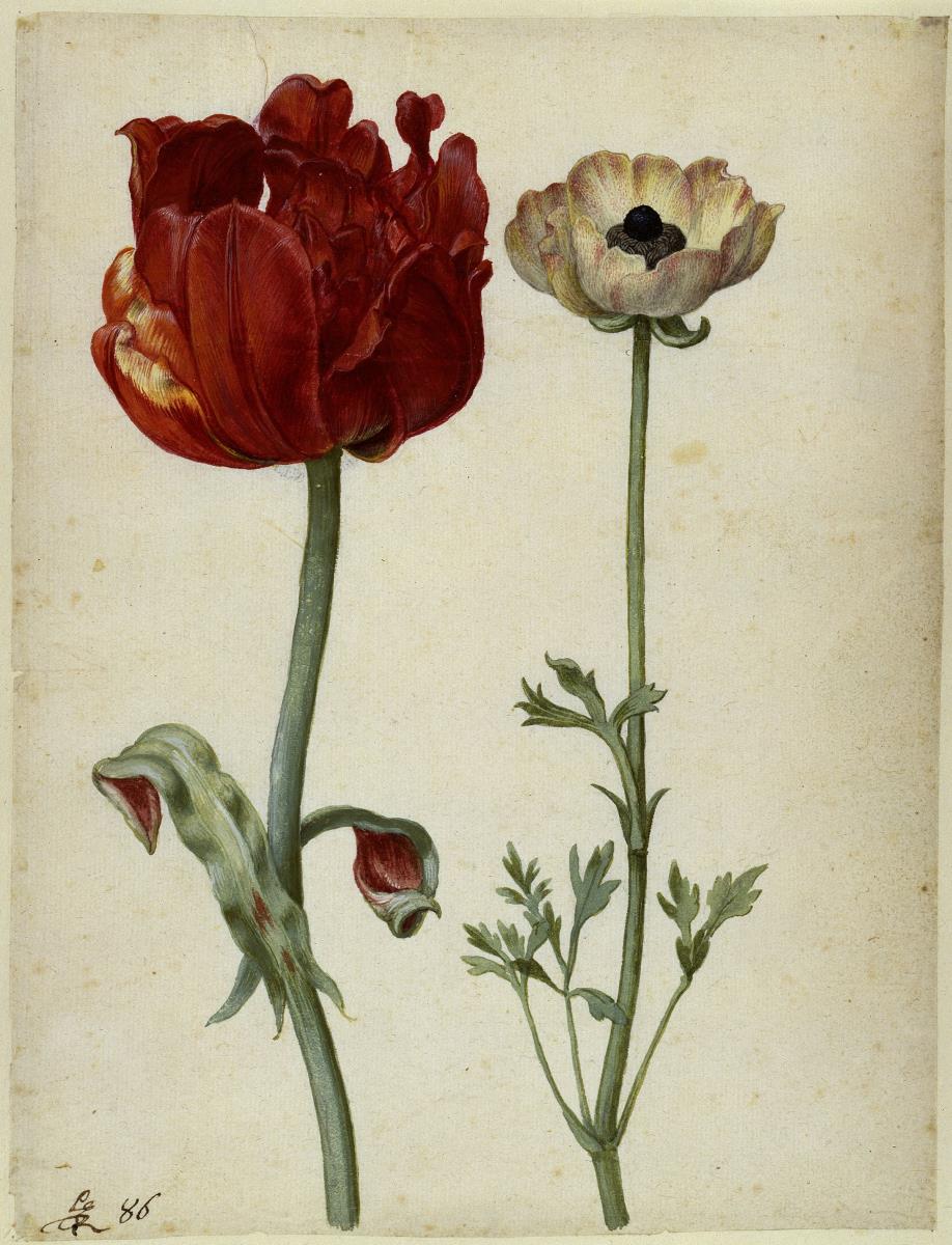 Tulpe und Gartenranunkel