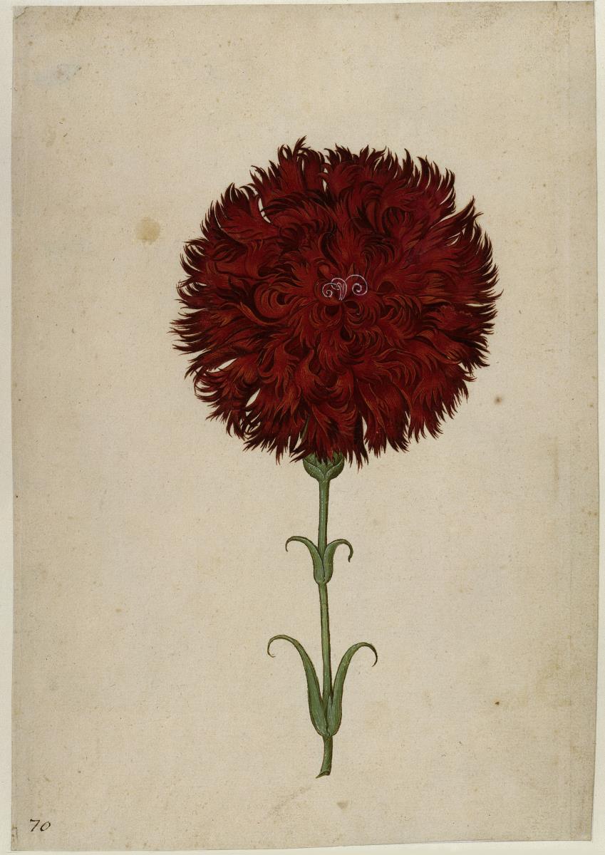 Gartennelke