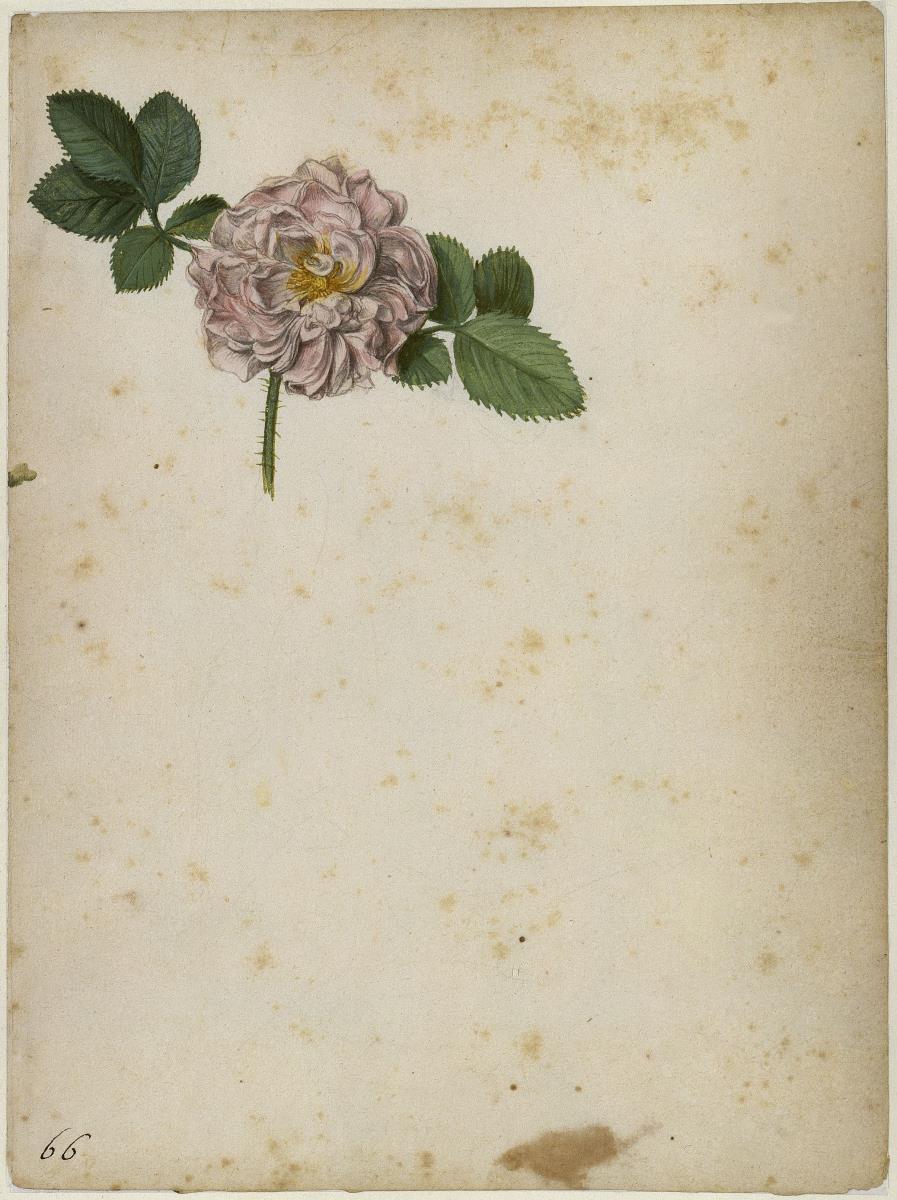 Essigrose