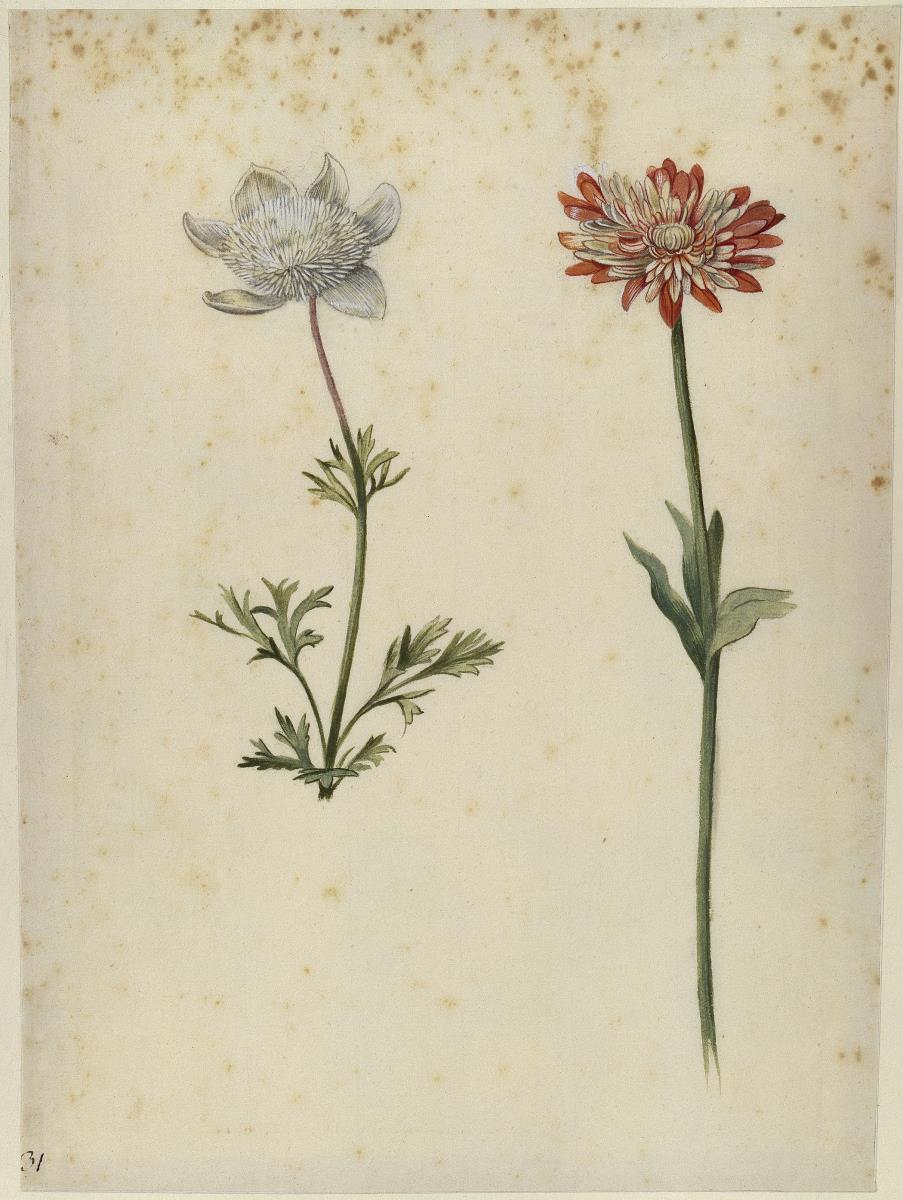 Kronen- und Strahlen-Anemone