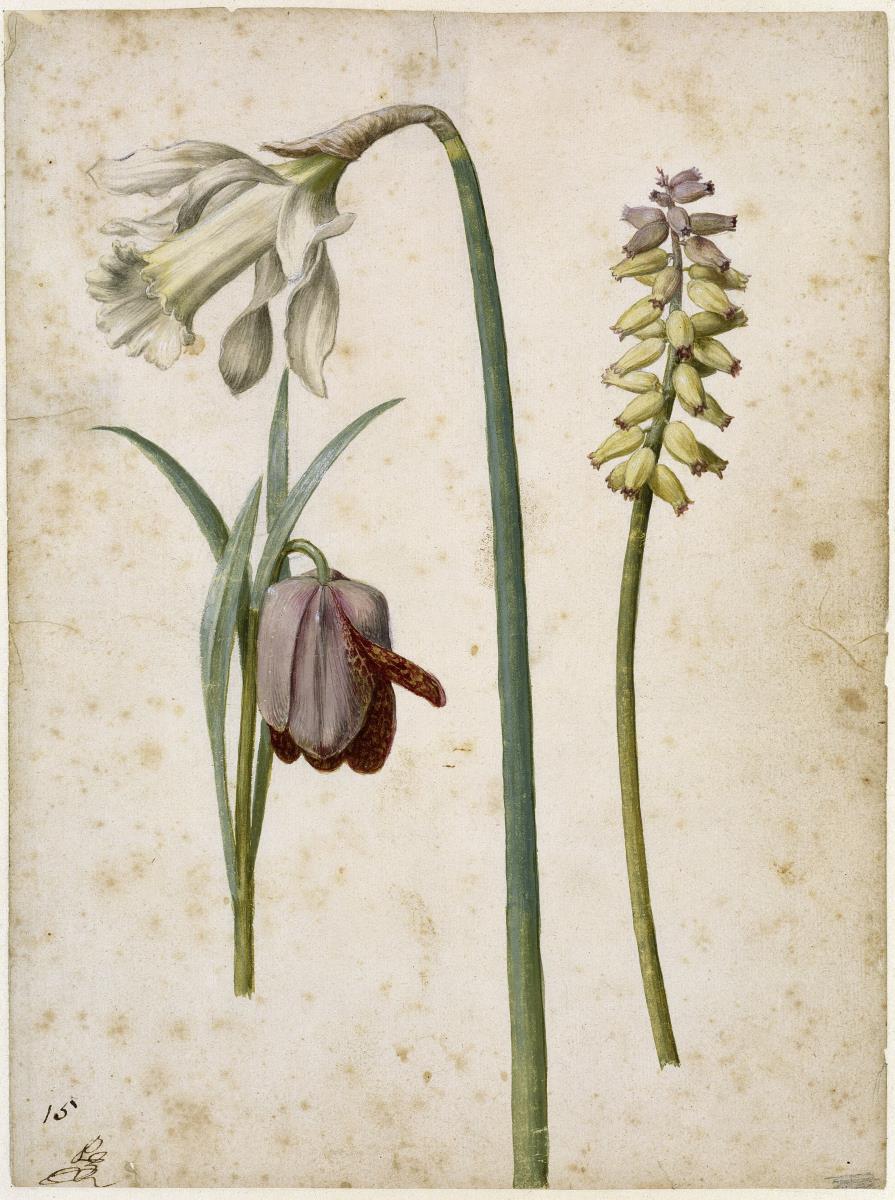 Alpen-Schachblume, Trompeten-Narzisse, Träubelhyazinthe