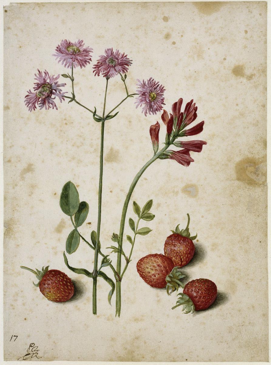 Kuckucks-Lichtnelke, Hahnenkopf, Erdbeeren