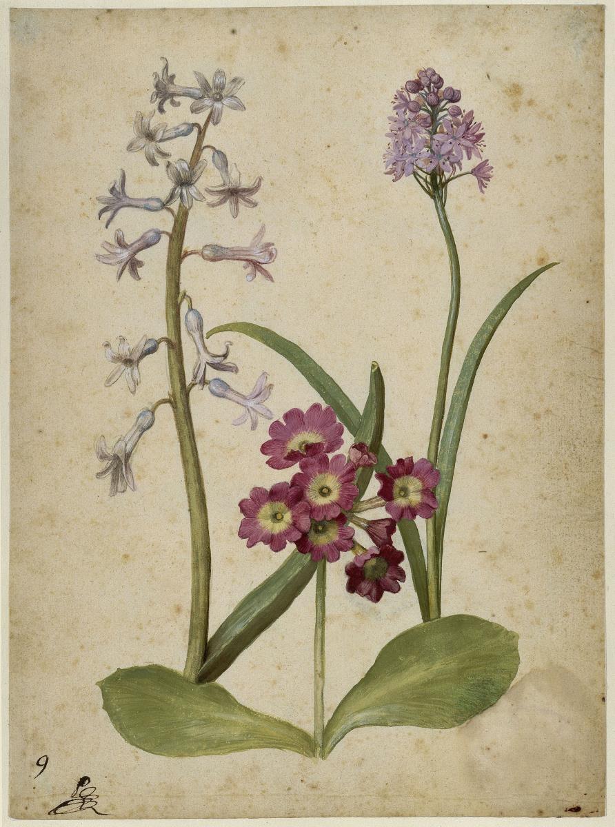 Hyazinthe, Gartenaurikel und Italienisches Hasenglöckchen