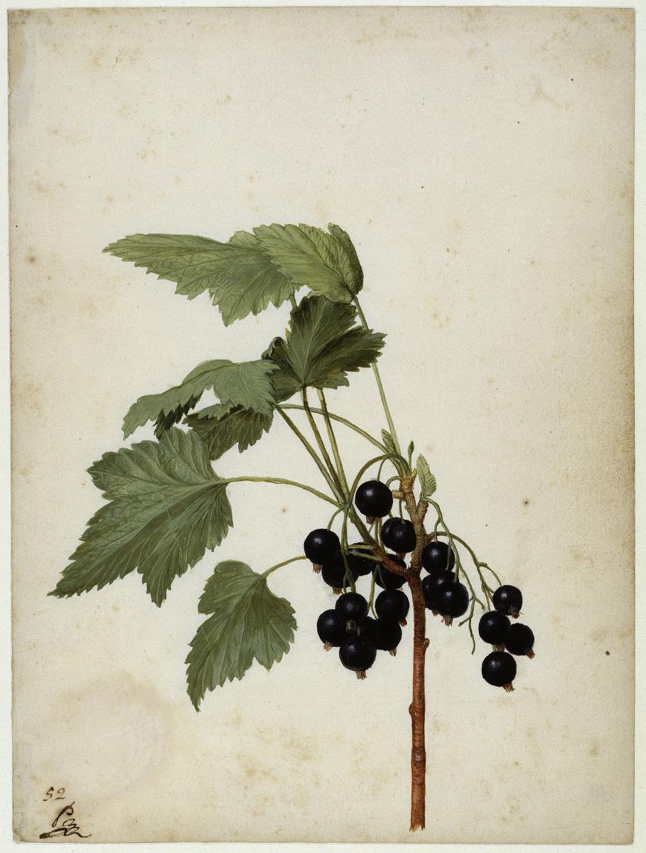 Schwarze Johannisbeere