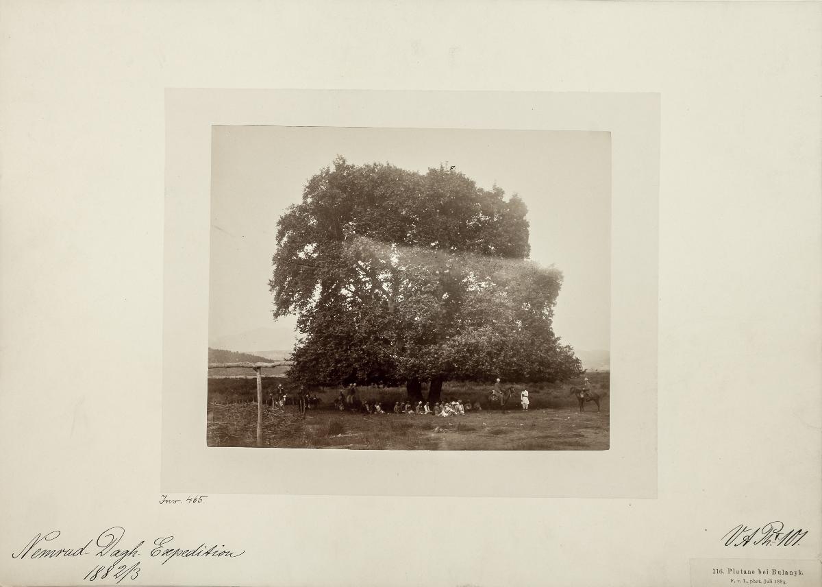 Platane bei Bulanyk