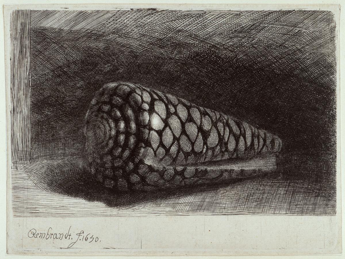 Die Schnecke (Conus marmoreus)