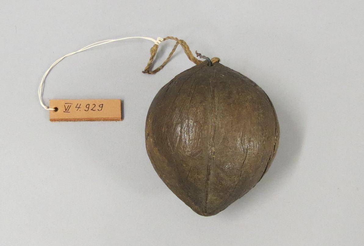 tahonga
