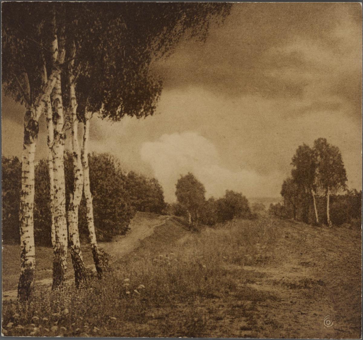 Landschaft mit Birken