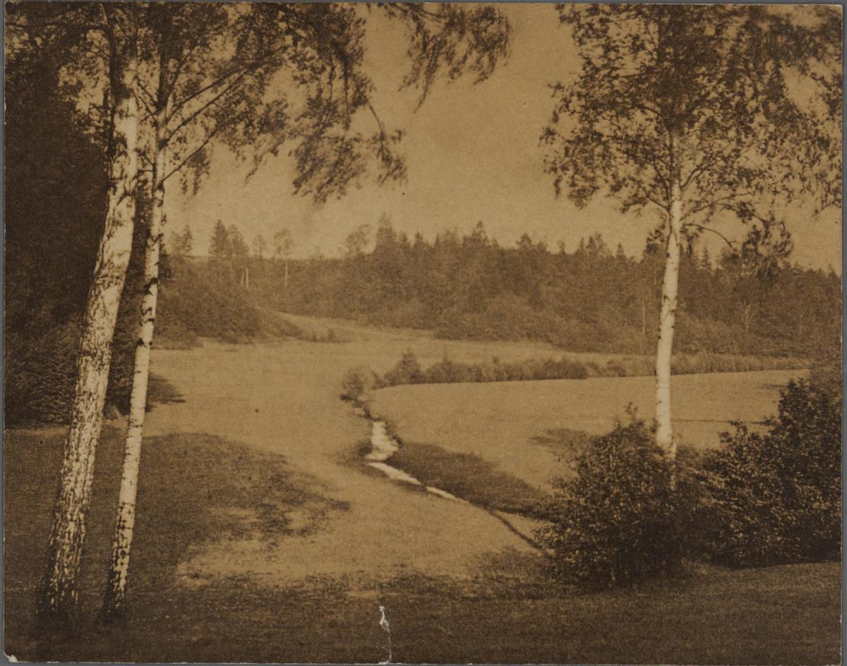 Landschaft mit Birken und Fluß