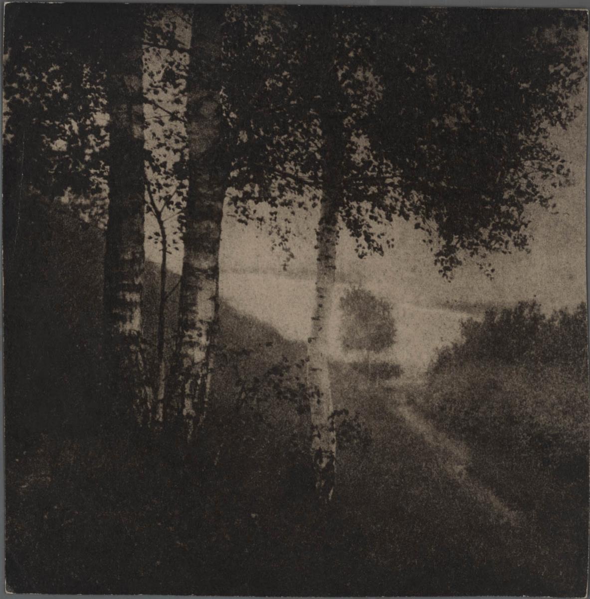 Landschaft mit Birken
