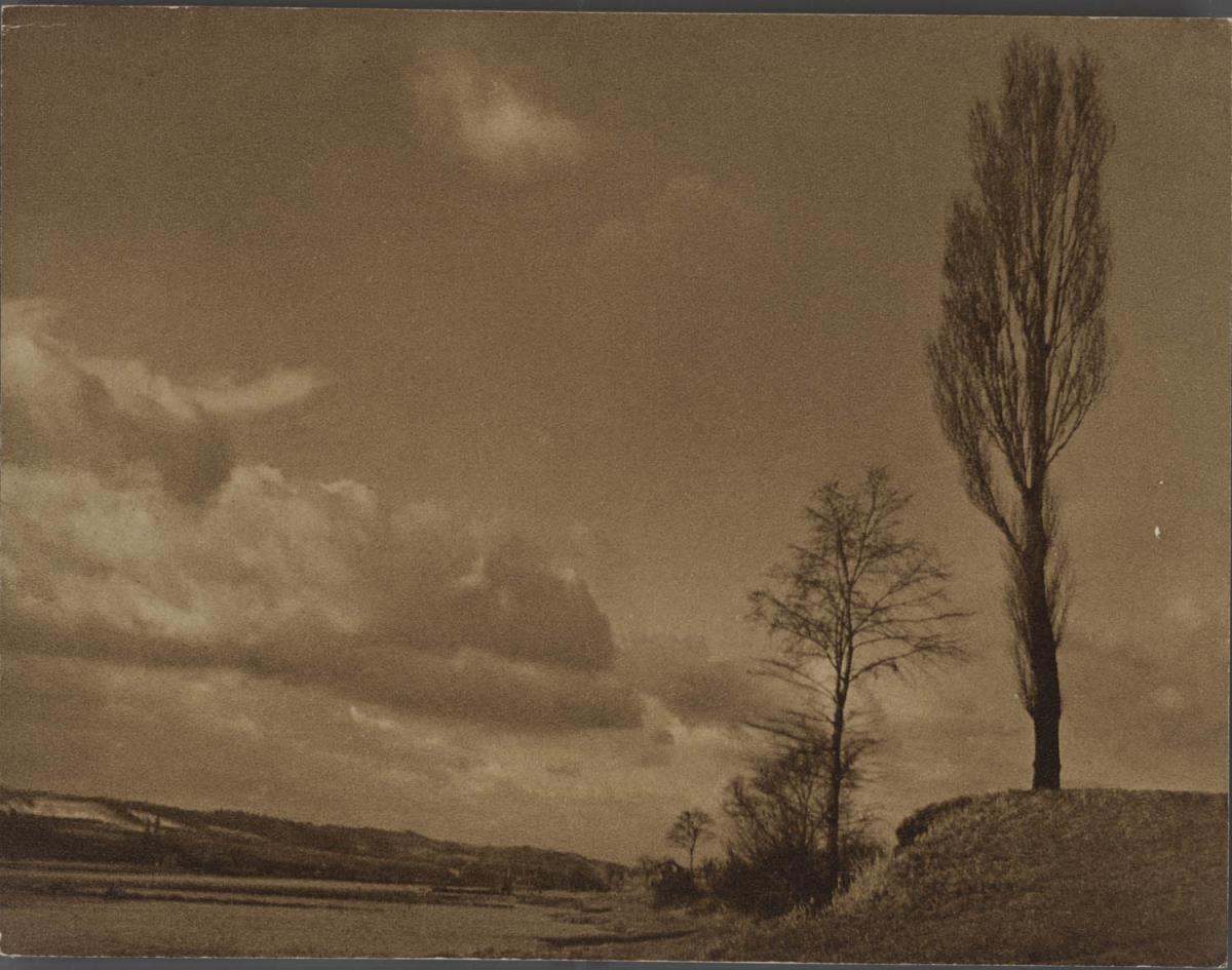 Bäume vor Horizont
