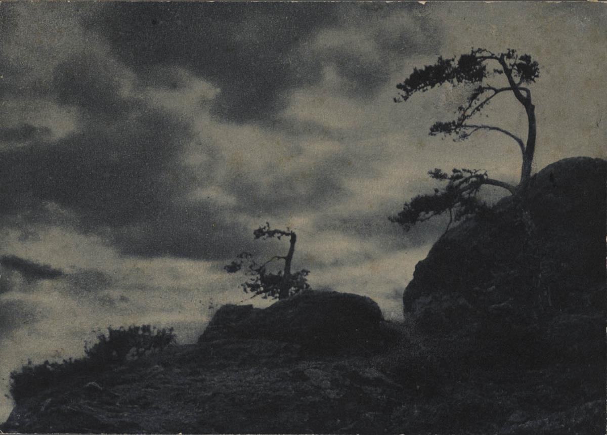 Bäume auf Felsen