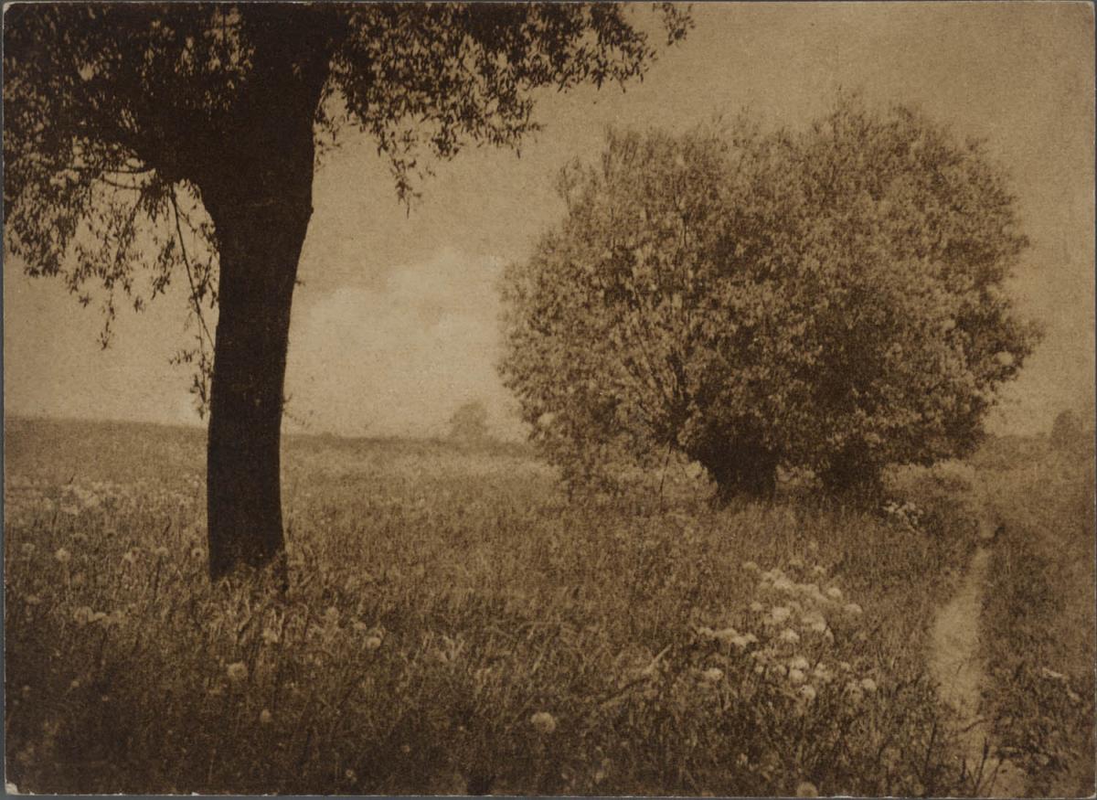 Wiese mit Bäumen