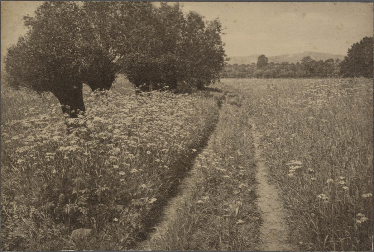 Wiesenweg