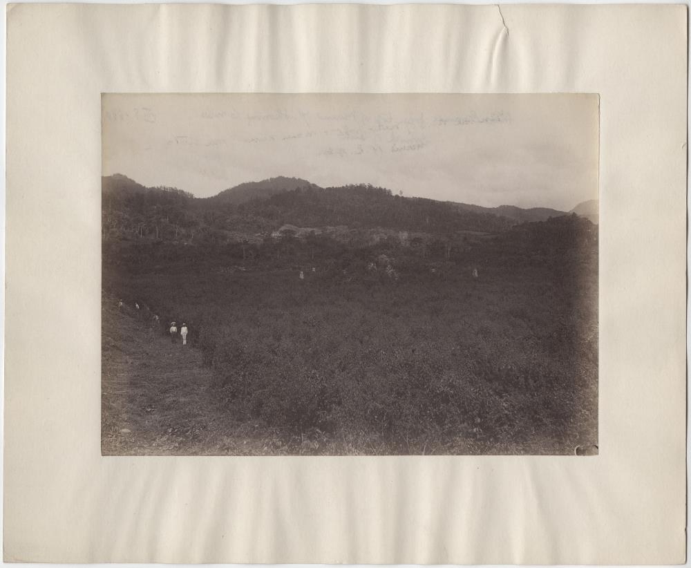 "Plaza Grande vom Gipfel des Mound 7. Zeigt 6 Mounds und das Wachstum des Buschwerks."