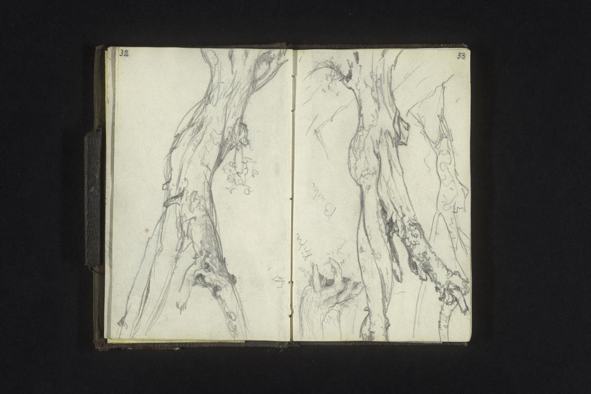 Baumstämme und Wurzeln: Kiefer, Buche