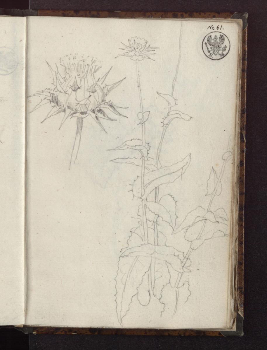 Pflanzenstudie / Eine Distel, die ganze Pflanze und eine Blüte