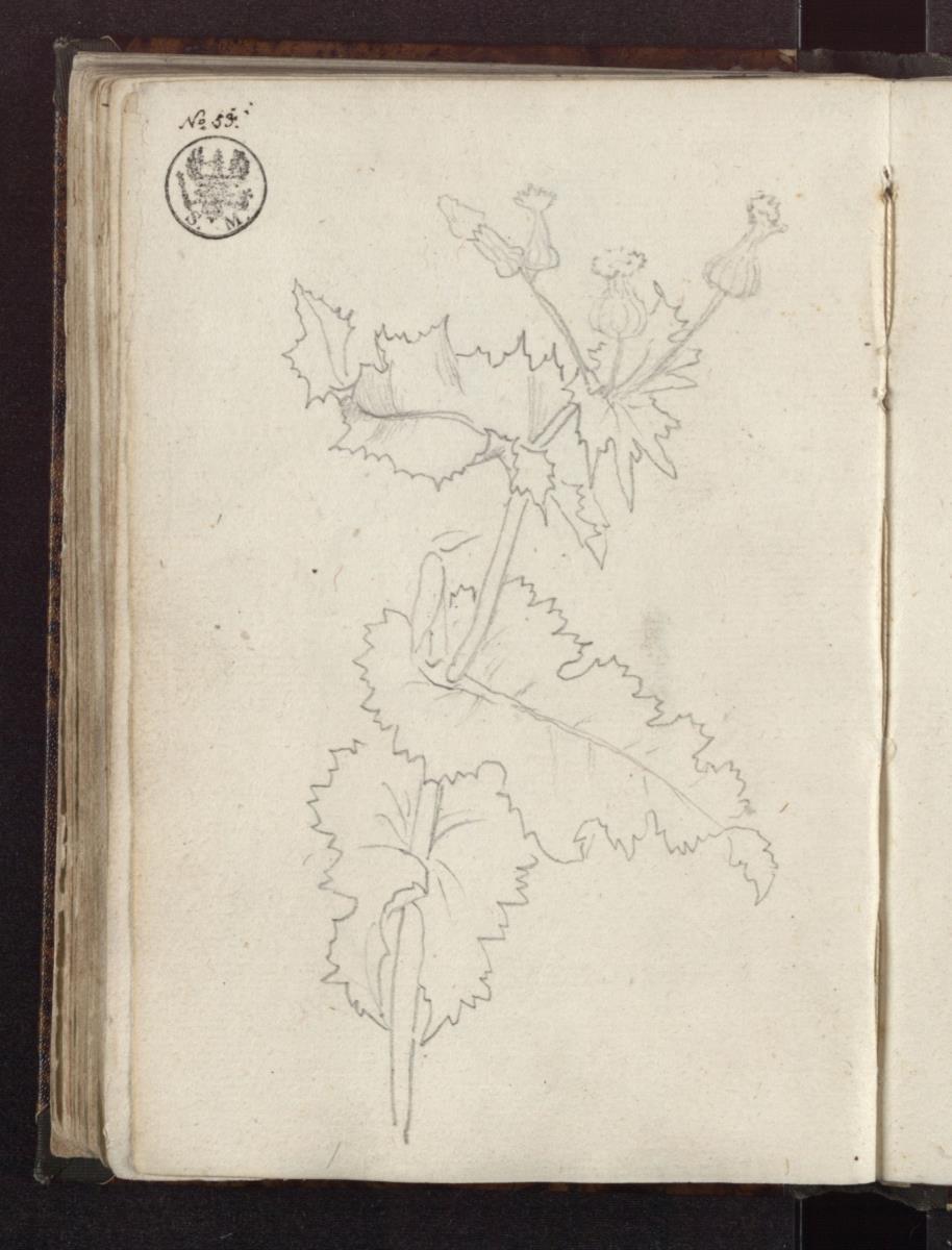 Pflanzenstudie / Eine Distel