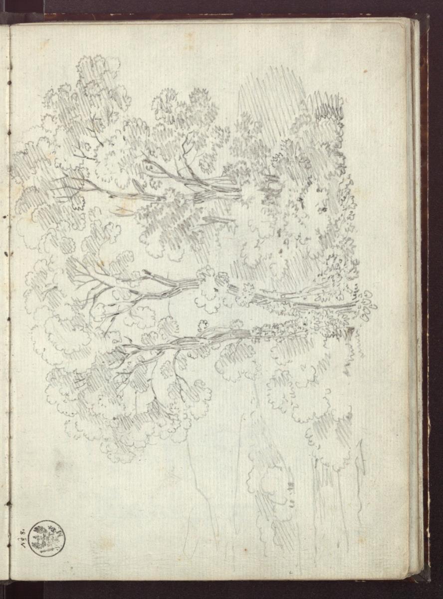Baumstudie mit angedeuteter Landschaft