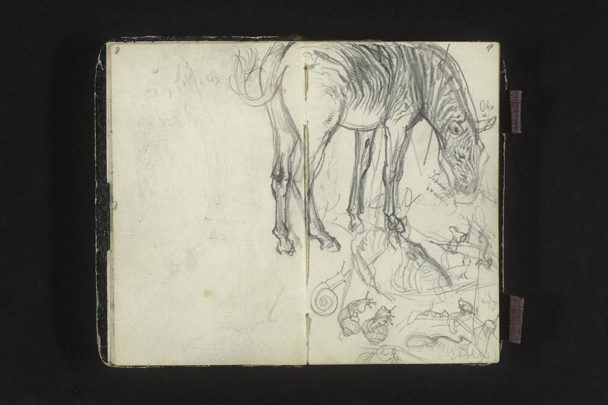 Tierstudien: Zebra, Hausschnecke, Eichhörnchen