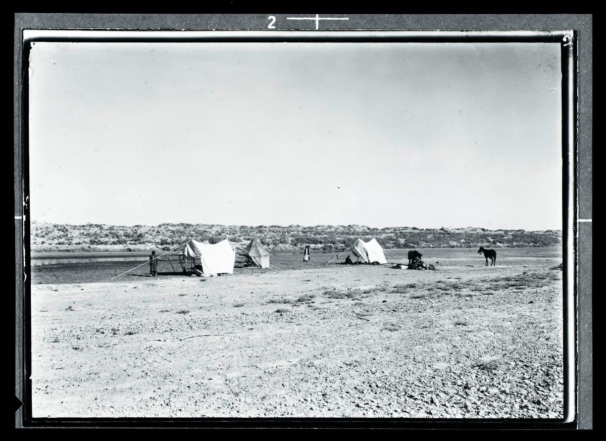 Tamariskenwald am ʿAdhaim
