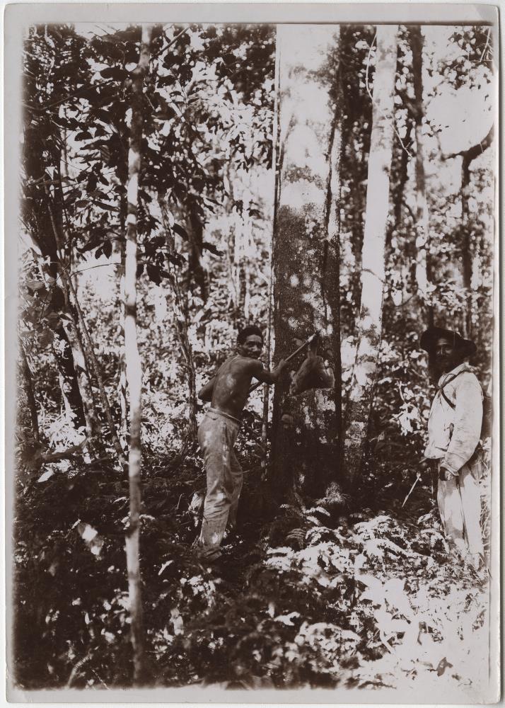 Kissenberths Begleiter Bento und Sr. Cesar auf Honigsuche in der Serra da Conceição