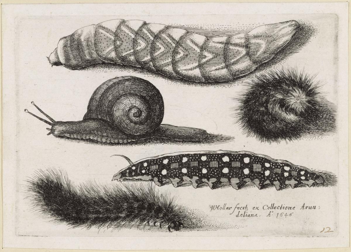 Vier Raupen und eine Schnecke