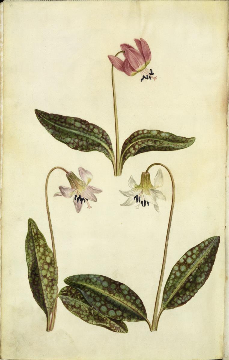 Horti Anckelmanniani, Tom. I [II nicht nachgewiesen], Bl. 4r - Hundszahn (Erythronium deus - caninus L.)