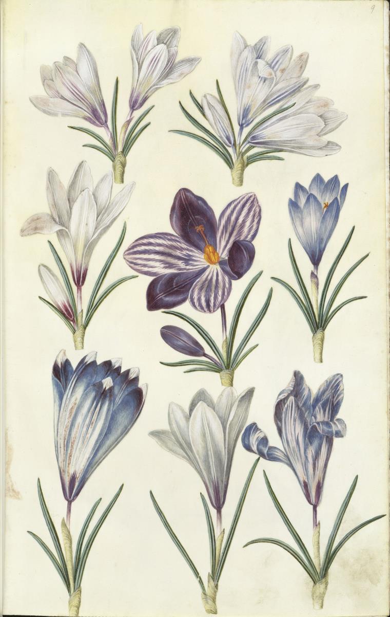 Horti Anckelmanniani, Tom. I [II nicht nachgewiesen], Bl. 9r - Krokusse