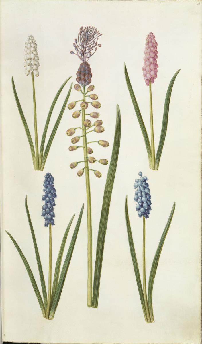 Horti Anckelmanniani, Tom. I [II nicht nachgewiesen], Bl. 36r - Traubenhyazinthen (Muscari)