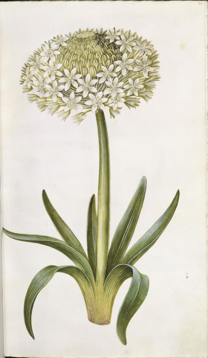 Horti Anckelmanniani, Tom. I [II nicht nachgewiesen], Bl. 41r - Kugel-Lauch (Allium sphaerocephalon)