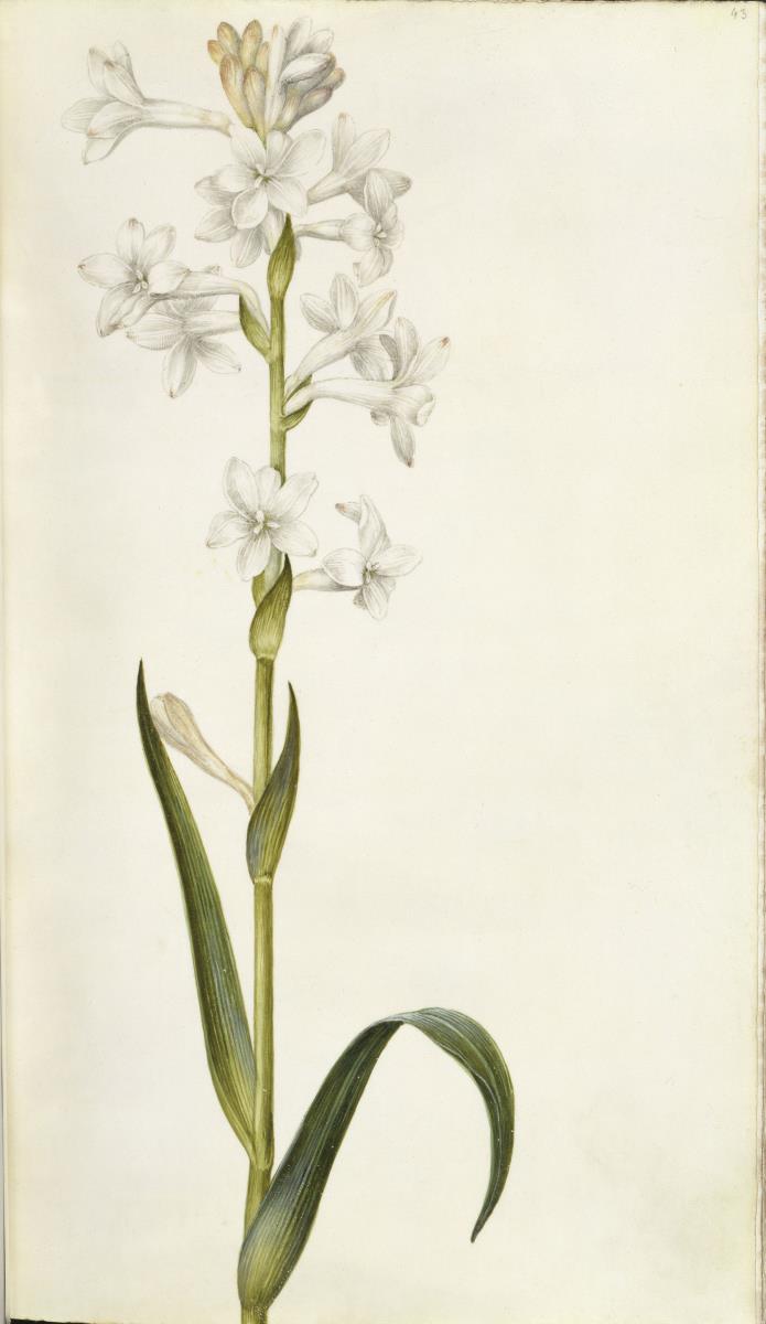 Horti Anckelmanniani, Tom. I [II nicht nachgewiesen], Bl. 43r